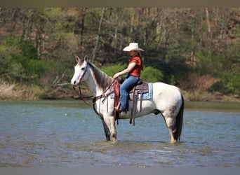 American Quarter Horse, Castrone, 10 Anni, 152 cm, Grigio