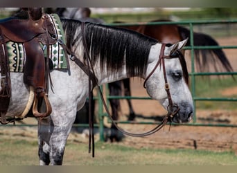 American Quarter Horse, Castrone, 10 Anni, 152 cm, Grigio