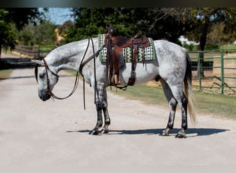 American Quarter Horse, Castrone, 10 Anni, 152 cm, Grigio