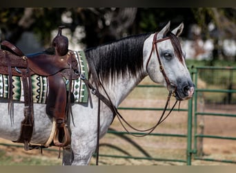 American Quarter Horse, Castrone, 10 Anni, 152 cm, Grigio