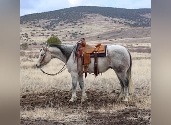 American Quarter Horse, Castrone, 10 Anni, 152 cm, Grigio