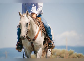 American Quarter Horse, Castrone, 10 Anni, 152 cm, Grigio