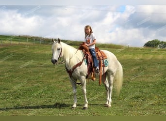 American Quarter Horse, Castrone, 10 Anni, 152 cm, Grigio trotinato