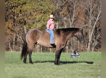 American Quarter Horse, Castrone, 10 Anni, 152 cm, Grullo
