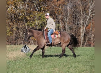 American Quarter Horse, Castrone, 10 Anni, 152 cm, Grullo