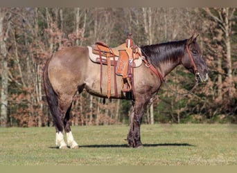 American Quarter Horse, Castrone, 10 Anni, 152 cm, Grullo