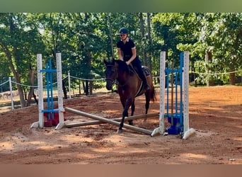 American Quarter Horse, Castrone, 10 Anni, 152 cm, Morello