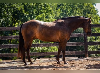 American Quarter Horse, Castrone, 10 Anni, 152 cm, Morello