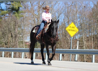 American Quarter Horse, Castrone, 10 Anni, 152 cm, Morello