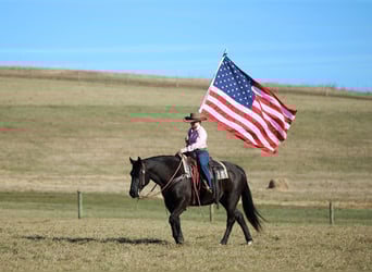 American Quarter Horse, Castrone, 10 Anni, 152 cm, Morello
