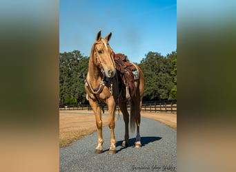 American Quarter Horse, Castrone, 10 Anni, 152 cm, Palomino