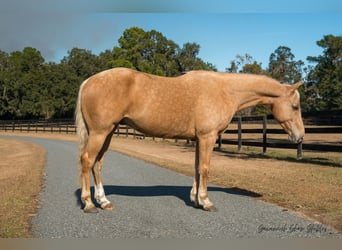 American Quarter Horse, Castrone, 10 Anni, 152 cm, Palomino