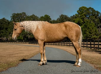 American Quarter Horse, Castrone, 10 Anni, 152 cm, Palomino