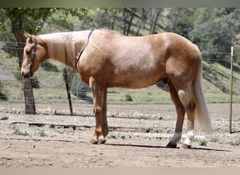 American Quarter Horse, Castrone, 10 Anni, 152 cm, Palomino