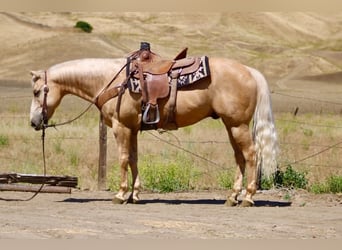 American Quarter Horse, Castrone, 10 Anni, 152 cm, Palomino