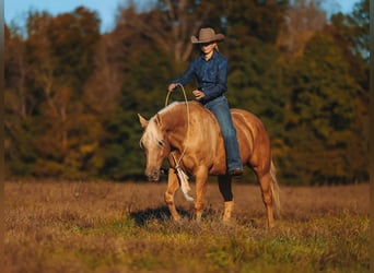 American Quarter Horse, Castrone, 10 Anni, 152 cm, Palomino