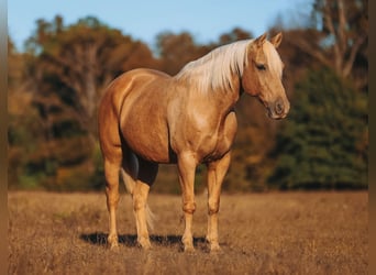 American Quarter Horse, Castrone, 10 Anni, 152 cm, Palomino