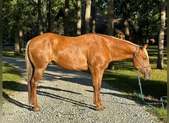 American Quarter Horse, Castrone, 10 Anni, 152 cm, Palomino