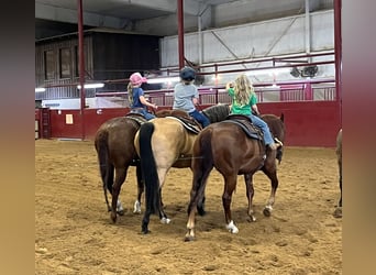 American Quarter Horse, Castrone, 10 Anni, 152 cm, Pelle di daino