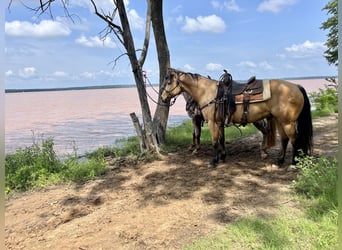 American Quarter Horse, Castrone, 10 Anni, 152 cm, Pelle di daino