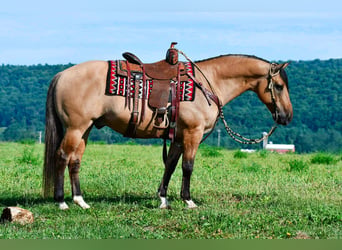 American Quarter Horse, Castrone, 10 Anni, 152 cm, Pelle di daino