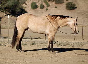 American Quarter Horse, Castrone, 10 Anni, 152 cm, Pelle di daino