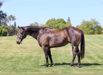 American Quarter Horse, Castrone, 10 Anni, 152 cm, Pelle di daino