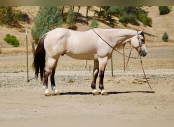 American Quarter Horse, Castrone, 10 Anni, 152 cm, Pelle di daino