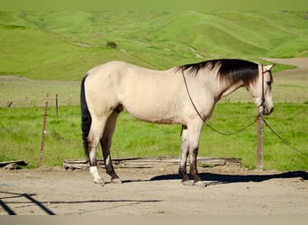 American Quarter Horse, Castrone, 10 Anni, 152 cm, Pelle di daino