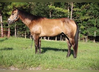 American Quarter Horse, Castrone, 10 Anni, 152 cm, Pelle di daino