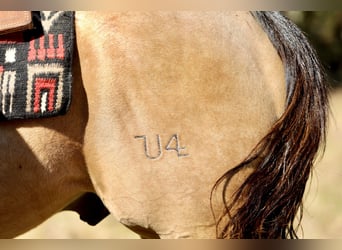 American Quarter Horse, Castrone, 10 Anni, 152 cm, Pelle di daino