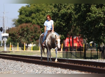 American Quarter Horse, Castrone, 10 Anni, 152 cm, Pezzato