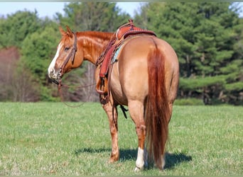 American Quarter Horse, Castrone, 10 Anni, 152 cm, Red dun