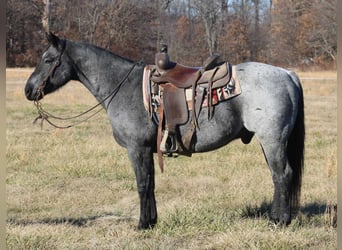 American Quarter Horse, Castrone, 10 Anni, 152 cm, Roano blu