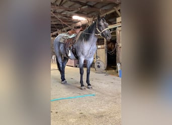 American Quarter Horse, Castrone, 10 Anni, 152 cm, Roano blu