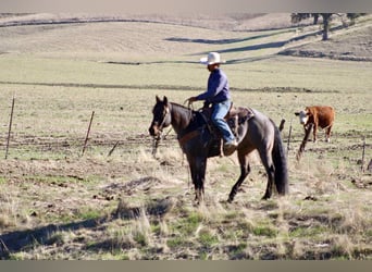 American Quarter Horse, Castrone, 10 Anni, 152 cm, Roano blu