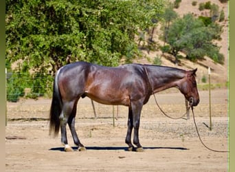 American Quarter Horse, Castrone, 10 Anni, 152 cm, Roano blu