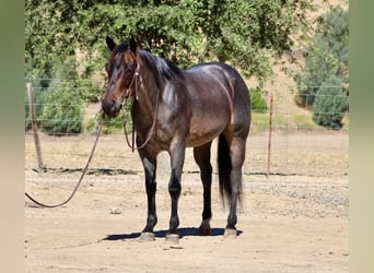 American Quarter Horse, Castrone, 10 Anni, 152 cm, Roano blu