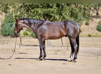 American Quarter Horse, Castrone, 10 Anni, 152 cm, Roano blu