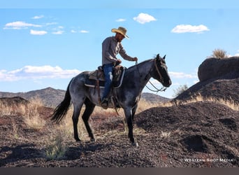 American Quarter Horse, Castrone, 10 Anni, 152 cm, Roano blu