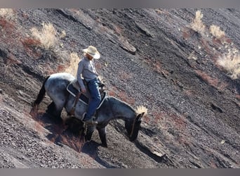 American Quarter Horse, Castrone, 10 Anni, 152 cm, Roano blu
