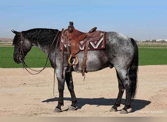 American Quarter Horse, Castrone, 10 Anni, 152 cm, Roano blu