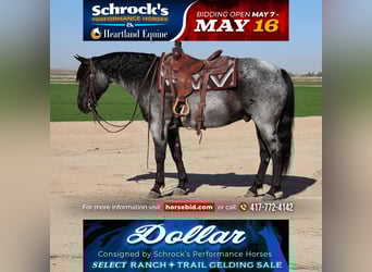 American Quarter Horse, Castrone, 10 Anni, 152 cm, Roano blu
