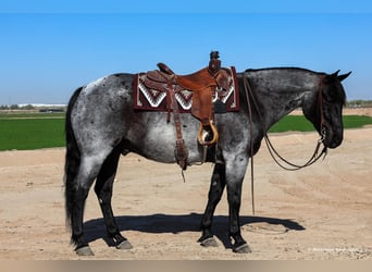 American Quarter Horse, Castrone, 10 Anni, 152 cm, Roano blu
