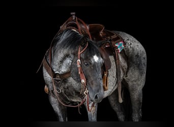 American Quarter Horse, Castrone, 10 Anni, 152 cm, Roano blu