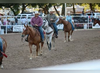 American Quarter Horse, Castrone, 10 Anni, 152 cm, Roano rosso