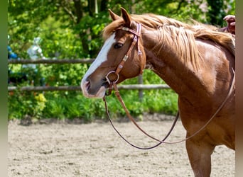 American Quarter Horse, Castrone, 10 Anni, 152 cm, Sauro