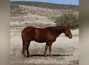 American Quarter Horse, Castrone, 10 Anni, 152 cm, Sauro ciliegia