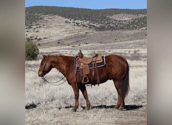 American Quarter Horse, Castrone, 10 Anni, 152 cm, Sauro ciliegia