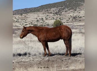 American Quarter Horse, Castrone, 10 Anni, 152 cm, Sauro ciliegia